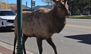 Holy Shampoo an Elk in Estes Park