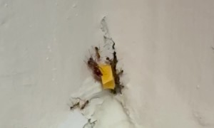 Ants Attempt to Push Cheese Piece Through Wall Hole
