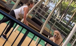 Golden Retriever Smiles From Park Swing