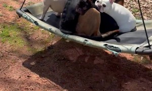 Dogs on a Swing