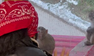 Man Playing With Monkeys Outside Window