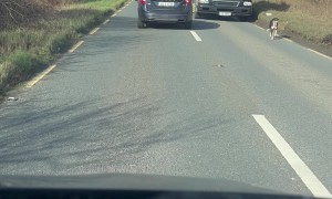 Dog Holding Up Traffic