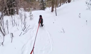 Dog Pulling Snowboarder Leads to Funny Snow Crash