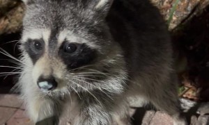 Raccoon's Finger Licking Good Pudding Cup