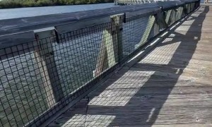 Sideways Trotting Dog