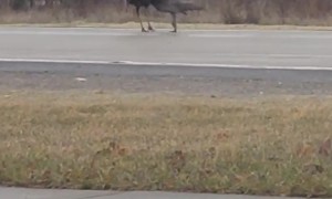 Squabbling Turkeys Block Traffic