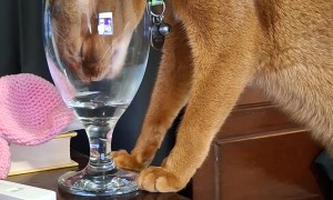 He Has a Fountain and a Water Dish, But He'd Rather Do This
