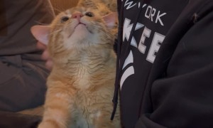 I Think My Cat Missed My Son