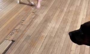 Daughter And Dog Spin Together