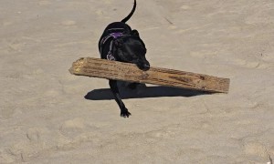 Dog Fetches Construction Materials