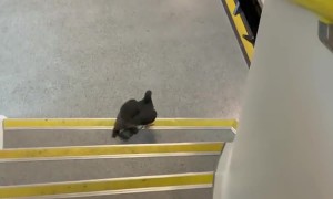 Train Passenger Bird Minds the Gap