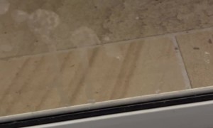 Hissing Curlew Parents Defend Baby