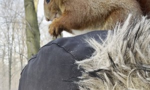Territorial Squirrel Barks From Man's Head