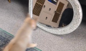 Cute Puppy's First Time Seeing Himself