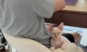 Sphynx Cat Sits Backwards on Chair