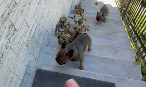 Little Dogs Try To Bring Tree Inside