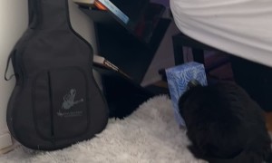 What Goes on in Chunchik’s Head?