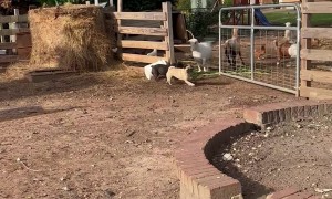 Frenchie Herding Sheep and Goats