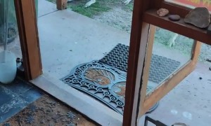 Visited by a Friendly Kangaroo