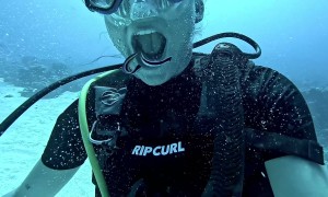 Dentist Fish Clean Diver's Teeth