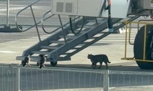 Cat Confidently Strolls Through Restricted Airport Apron