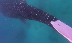 Gentle Giant Whale Shark