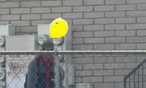 Neighbor Dog Plays With Smiling Balloon