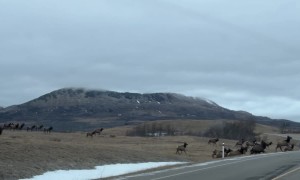 Herd of Elk Cross the Road in Alberta