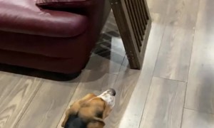 My Rabbit Really Thinks He's a Dog