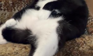 Bandit Sitting in His Favorite Spot