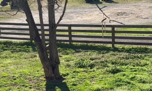 Zoomie Spins for the UPS Truck