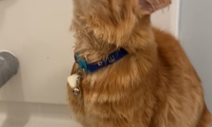 Orange Cat Loves Drinking Shower Water