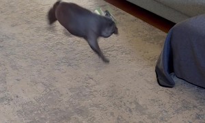 Huey’s Bucking Zoomies
