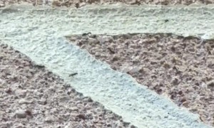 Magpie Takes Chicken From Ants