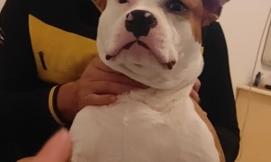 Someone Get This Dog an Oscar