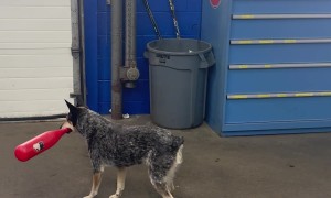 Pepper Only Swings for a Good Pitch!