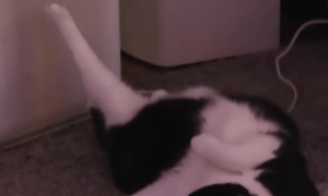 Cat Absentmindedly Stretching His Leg