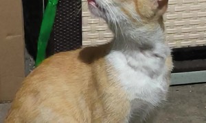 Fishcake the Cat Bleps While Loading Braincells