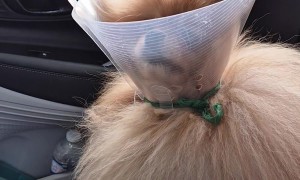 Pomeranian in Satellite Dish Mode