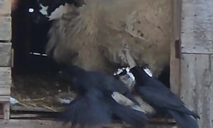 Crows Stealing Wool Right Off a Sheep's Back
