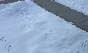 Jackrabbit Tracks Converge In Single Circle