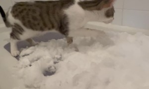 Letting Our Indoor Car Play With Snow