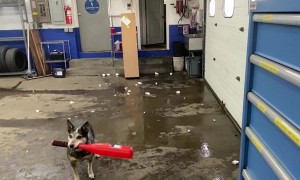 Pepper Loves Smashing Snowballs