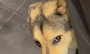Embarrassed Pup Gets Paws Washed in Sink
