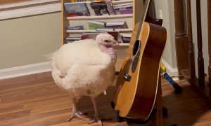 Turkey Frida Loves Playing Guitar