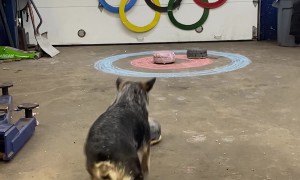 Pepper the Dog Curling