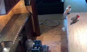 Security Camera Catches Naughty Parrot Breaking a Glass