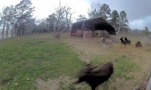 Tornado Destroys Donkey Shelter