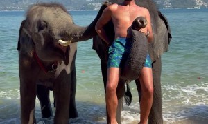 Elephant Uses Trunk To Lift Man