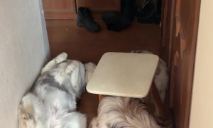 Dog Gets Stuck In Chair